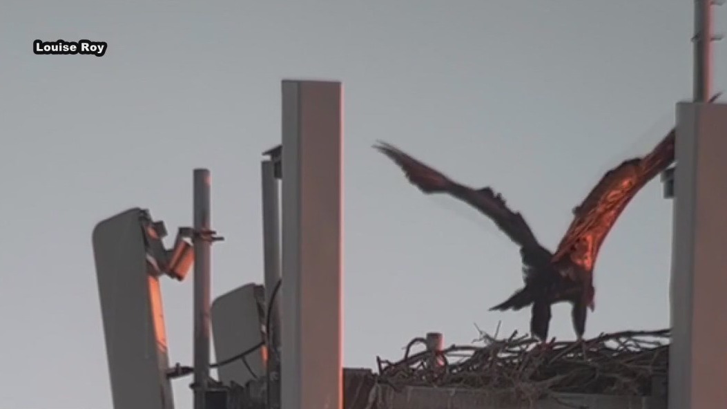 Two eaglets put fireworks on hold at BayCare Ballpark